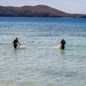 fiji038
