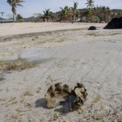 fiji080