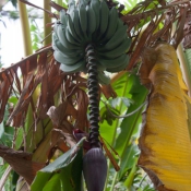 fiji025