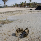 fiji080