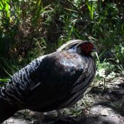 02bigisland024