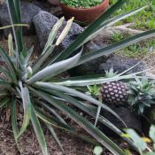 02bigisland070