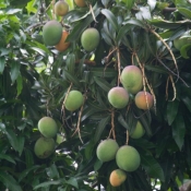 02bigisland071