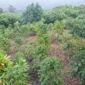 02bigisland093