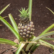 01oahu031