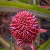 01oahu032