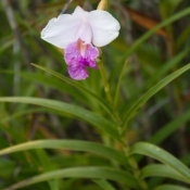 02bigisland008