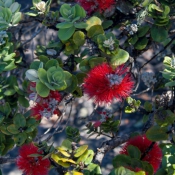 02bigisland016