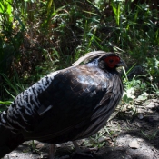 02bigisland024