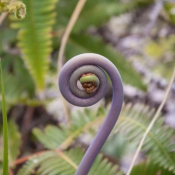 02bigisland031