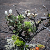 02bigisland035