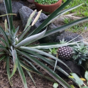 02bigisland070