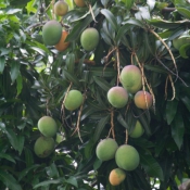 02bigisland071