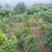 02bigisland093