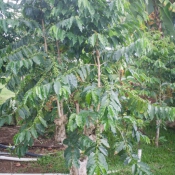 02bigisland098