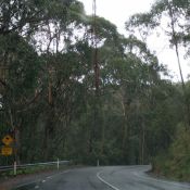04greatoceanroad001