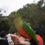 04greatoceanroad003