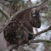 04greatoceanroad006