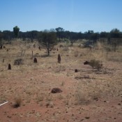 07alice_nach_cairns009