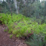 08fraser_island024