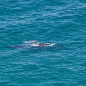 09byronbay_to_sydney002
