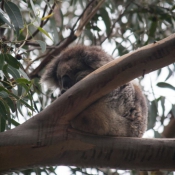 04greatoceanroad005