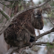 04greatoceanroad006
