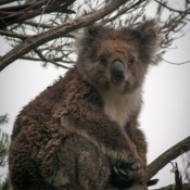 04greatoceanroad007