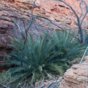 06alice_springs022