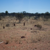 07alice_nach_cairns009