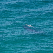 09byronbay_to_sydney003