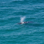 09byronbay_to_sydney004
