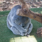 09byronbay_to_sydney007