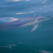 08AbelTasm037