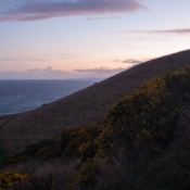 01Dunedin003