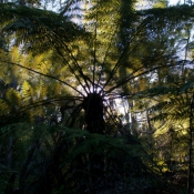 08AbelTasm008