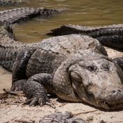 03everglades006