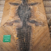 03everglades017