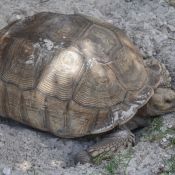 03everglades020