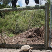 03everglades021