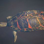03everglades027