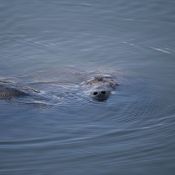 03everglades031