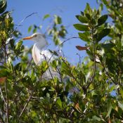 03everglades038