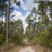 03everglades039