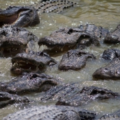 03everglades001
