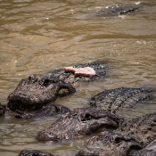 03everglades002