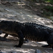 03everglades003
