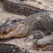 03everglades005