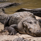 03everglades006