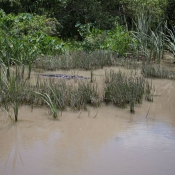 03everglades010
